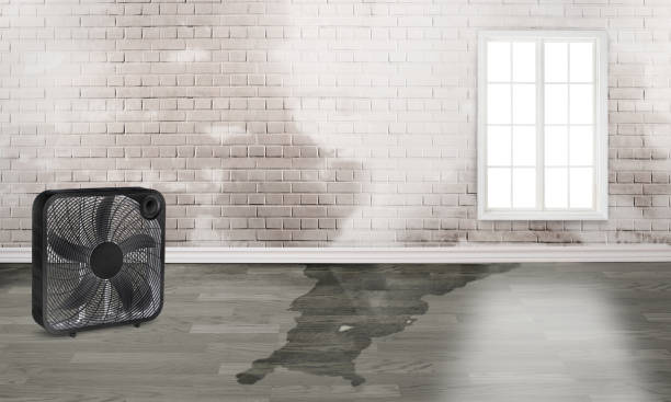 Best Commercial water damage restoration  in Collinsvle, IL