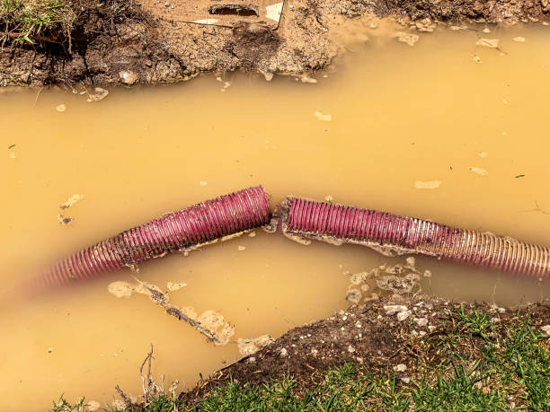 Best Flood damage cleanup  in Collinsvle, IL
